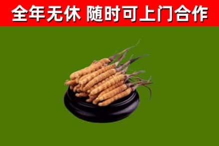 银川市回收散虫草