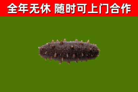 银川市回收海参干